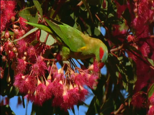 Wild Australasia - Gum Tree Country