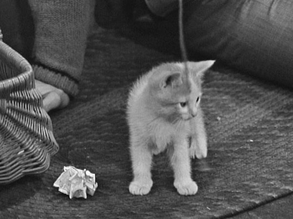 Mister Rogers' Neighborhood - Mister Rogers Films a Kitten
