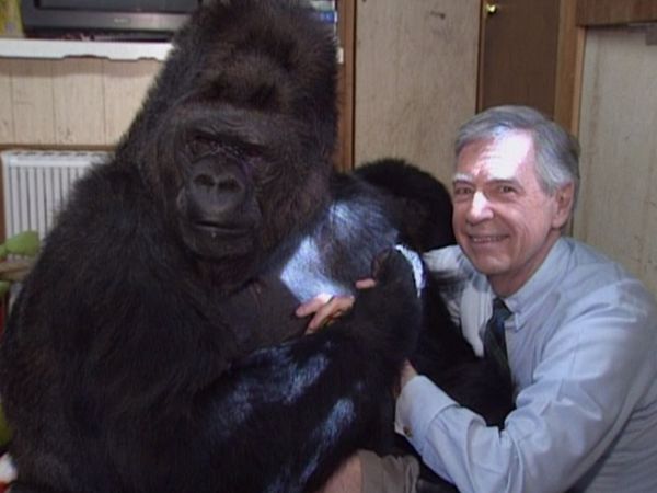 Mister Rogers' Neighborhood - Field Trip to Visit Koko the Gorilla