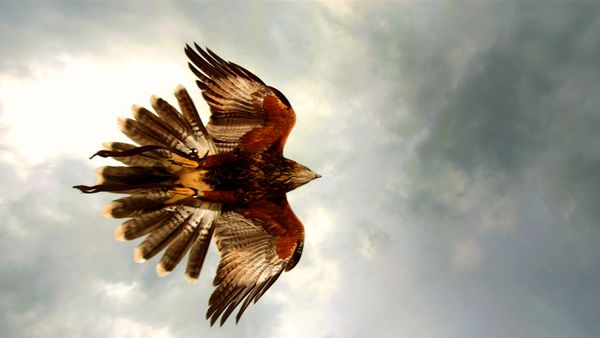 Wild Assassins - Beaks and Talons