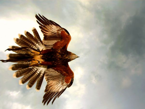 Wild Assassins - Beaks and Talons