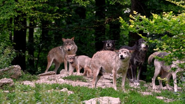 Wild Assassins - Pack Tactics