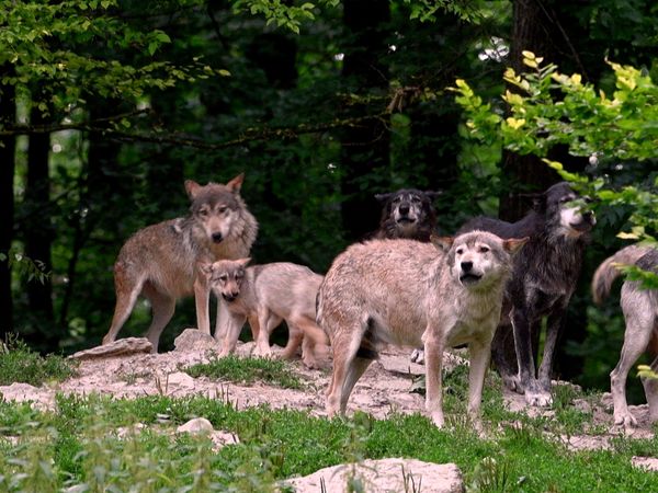Wild Assassins - Pack Tactics