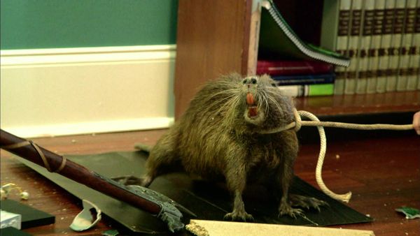 The Legend of Shelby the Swamp Man - Swamp Rat Race