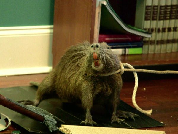 The Legend of Shelby the Swamp Man - Swamp Rat Race