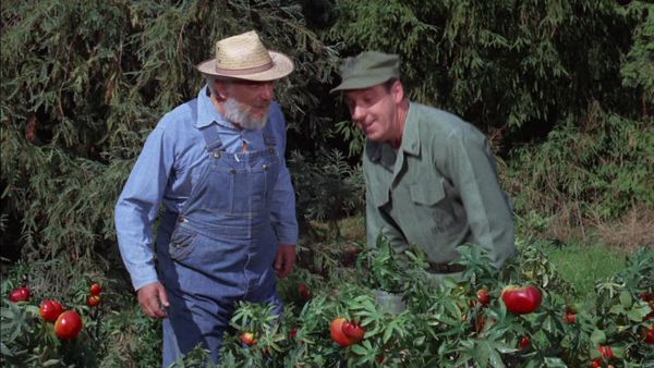Gomer Pyle, U.S.M.C. - The Price of Tomatoes