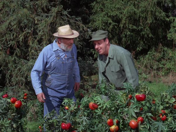 Gomer Pyle, U.S.M.C. - The Price of Tomatoes