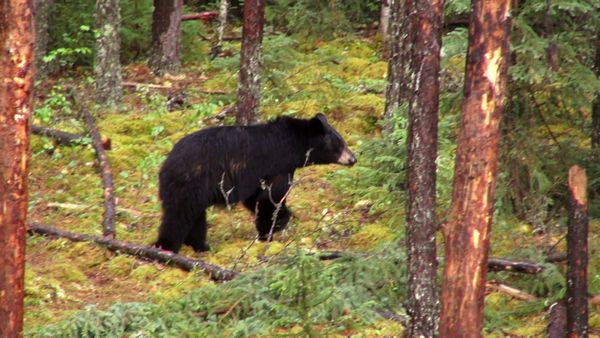Wardens - Michigan Bears