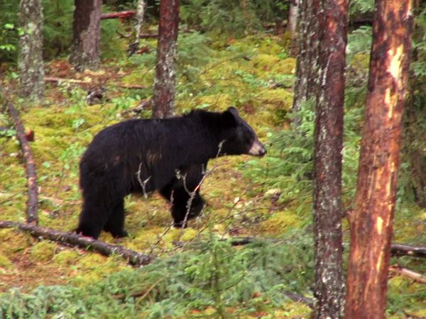Wardens - Michigan Bears