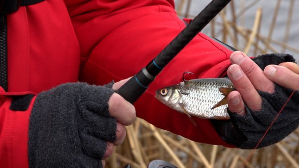 Fang mal was - Hechte auf Köderfisch am Fluss