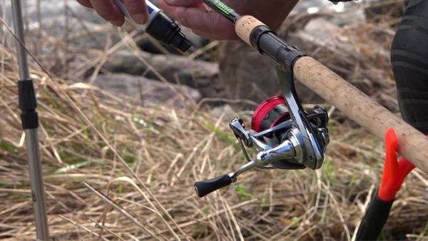 Fang mal was - Riesenbrassen am Kanal