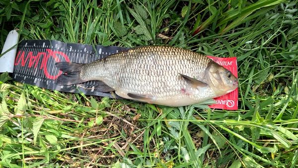 Fang mal was - Schwimmbrot für (R)alande