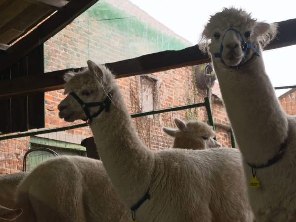 The Yorkshire Vet - Episode 11