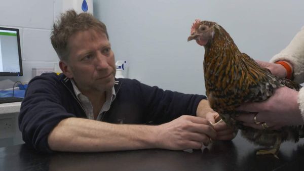 The Yorkshire Vet - Episode 5