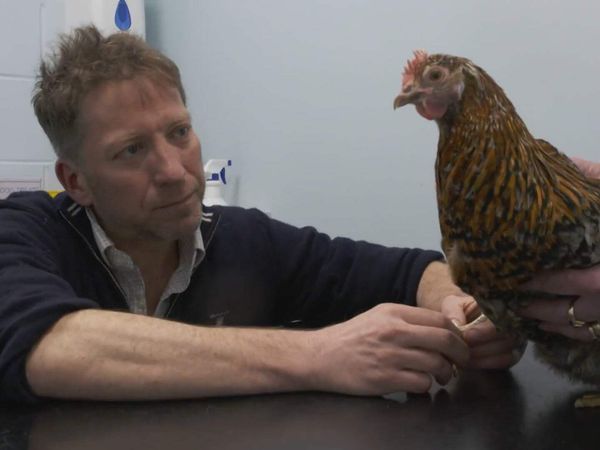 The Yorkshire Vet - Episode 5