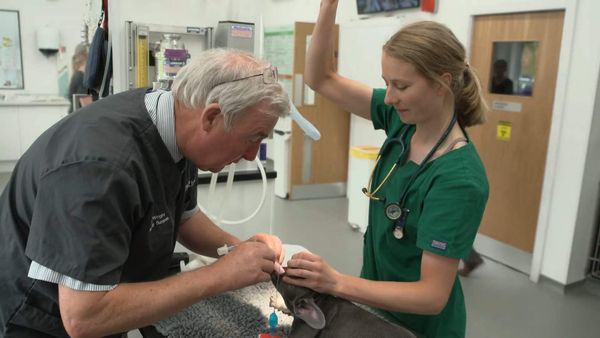 The Yorkshire Vet - Episode 4
