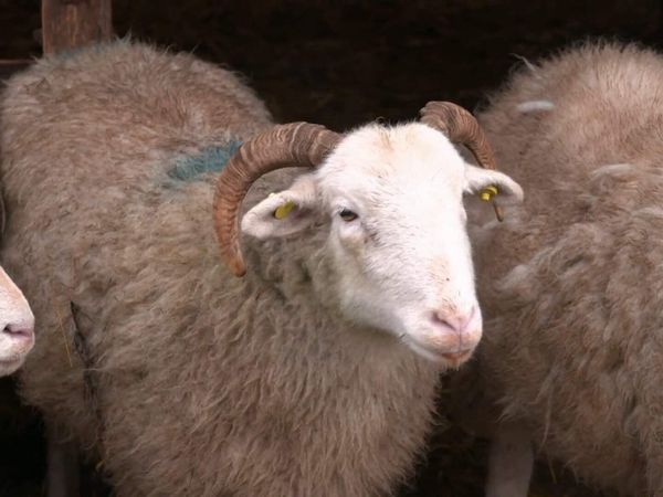 The Yorkshire Vet - Episode 9