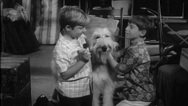 My Three Sons - Tramp's First Bite