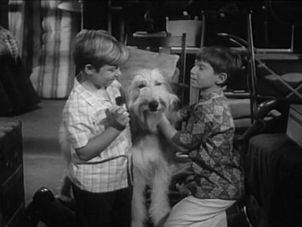 My Three Sons - Tramp's First Bite