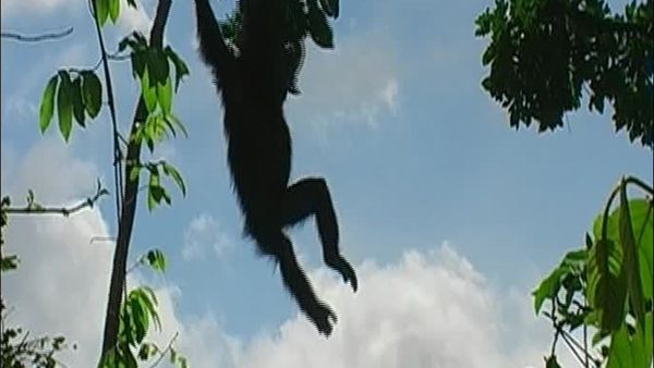 Chimp Family Fortunes - Episode 4