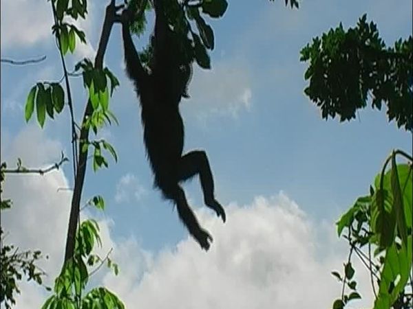 Chimp Family Fortunes - Episode 4