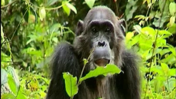 Chimp Family Fortunes - Episode 3