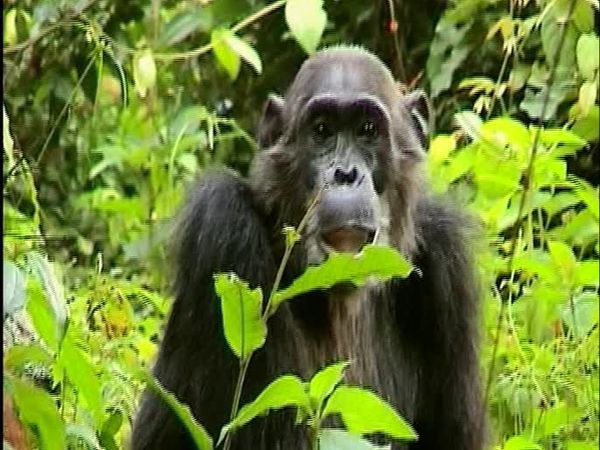 Chimp Family Fortunes - Episode 3