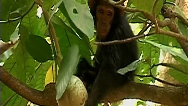Chimp Family Fortunes - Episode 2