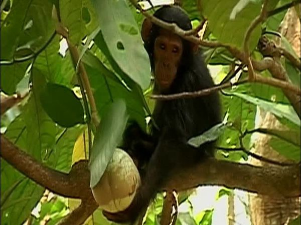 Chimp Family Fortunes - Episode 2