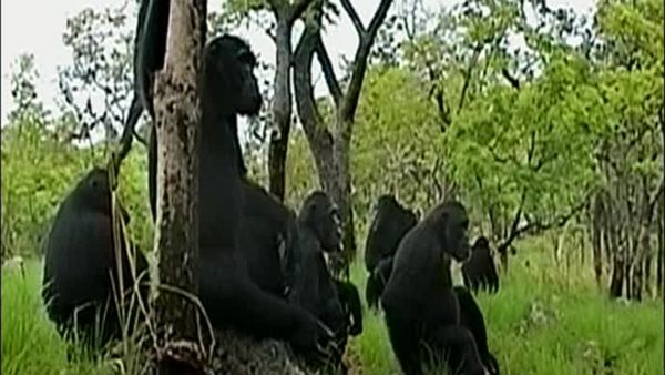 Chimp Family Fortunes - Episode 1