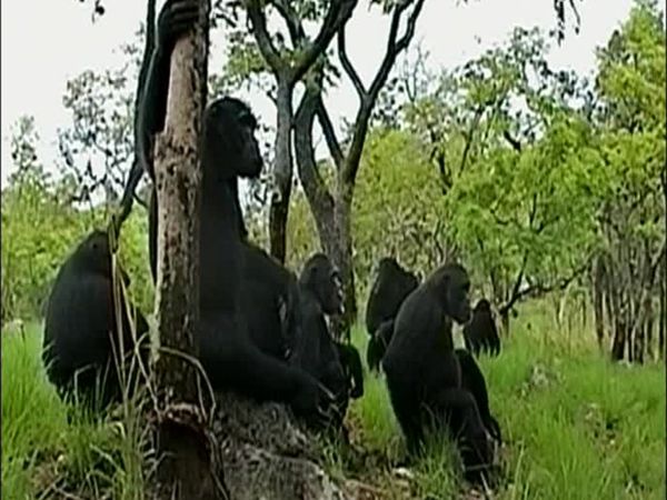 Chimp Family Fortunes - Episode 1