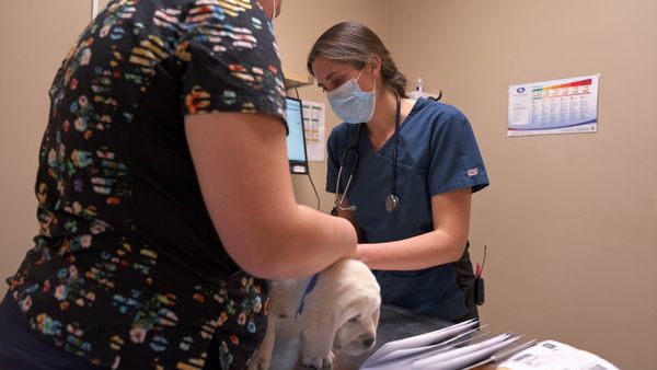 Dr. Savannah: Wild Rose Vet - Dog's Best Friend