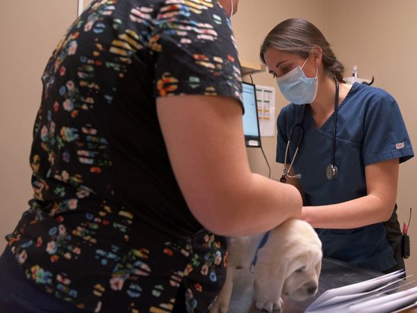 Dr. Savannah: Wild Rose Vet - Dog's Best Friend