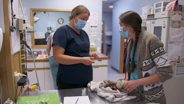 Dr. Savannah: Wild Rose Vet - The Human Animal Bond