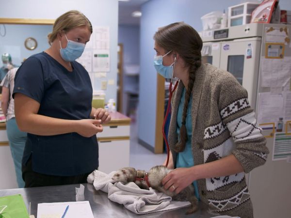 Dr. Savannah: Wild Rose Vet - The Human Animal Bond