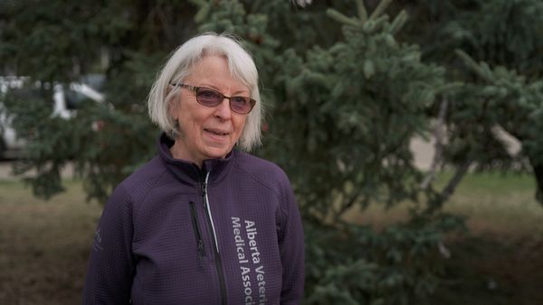 Dr. Savannah: Wild Rose Vet - Into the Wild