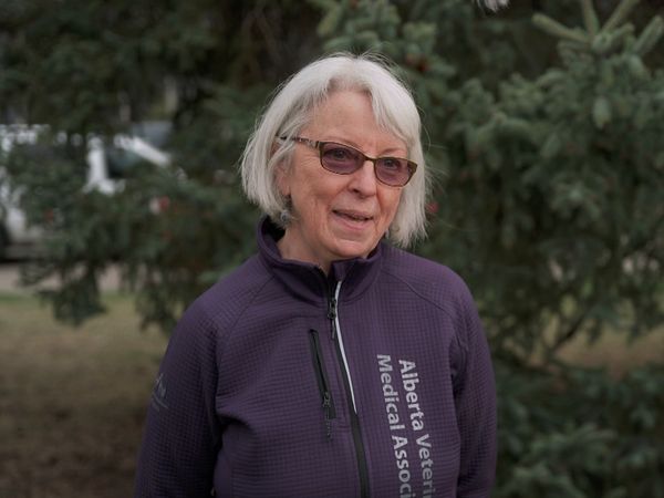 Dr. Savannah: Wild Rose Vet - Into the Wild