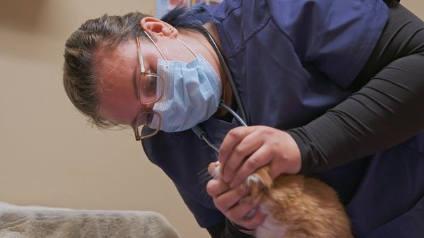 Dr. Savannah: Wild Rose Vet - Metis Like Me