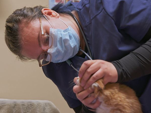 Dr. Savannah: Wild Rose Vet - Metis Like Me