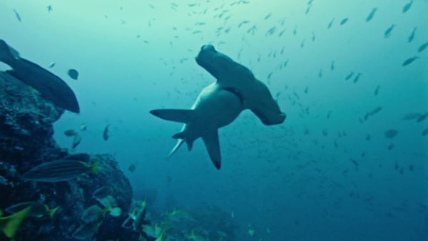 Deadly Predators - Sharks