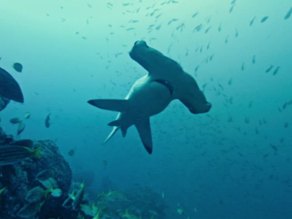 Deadly Predators - Sharks
