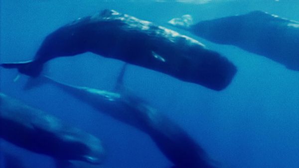 Deadly Predators - Super Senses