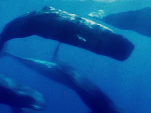 Deadly Predators - Super Senses