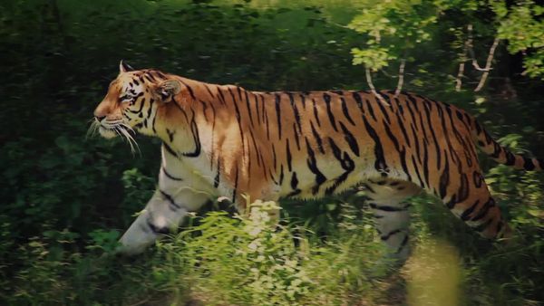 Deadly Predators - Wild and Weird