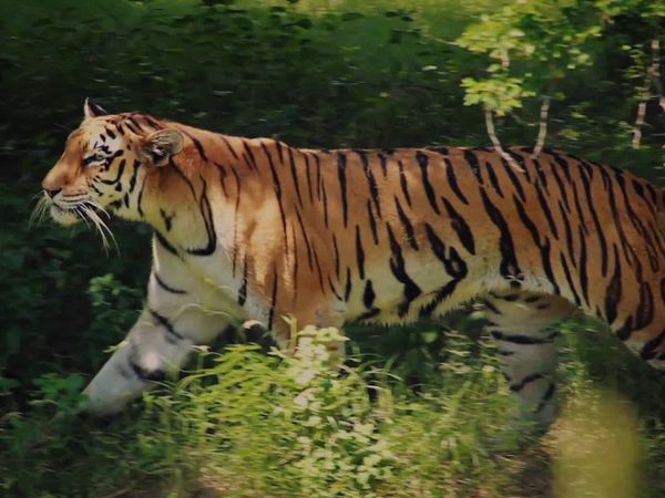 Deadly Predators - Wild and Weird