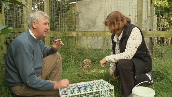 The Yorkshire Vet Countryside Specials - The Yorkshire Vet Countryside Specials