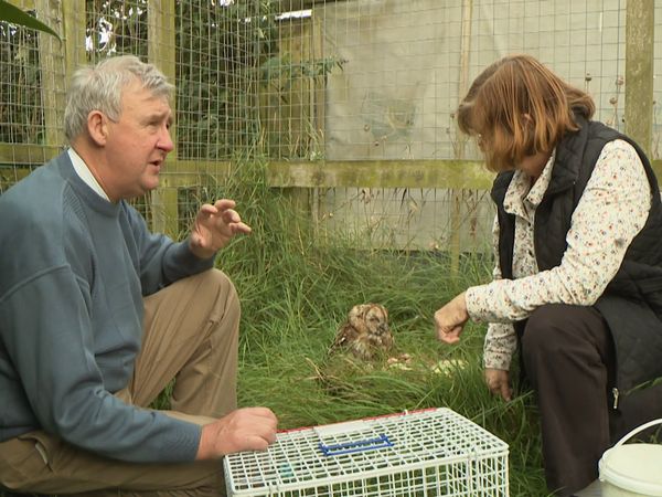 The Yorkshire Vet Countryside Specials - The Yorkshire Vet Countryside Specials