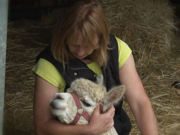 The Yorkshire Vet Countryside Specials - The Yorkshire Vet Countryside Specials