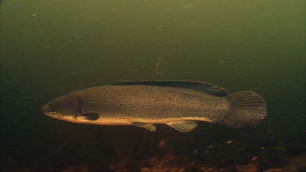 Das Boat - Bow Hunting