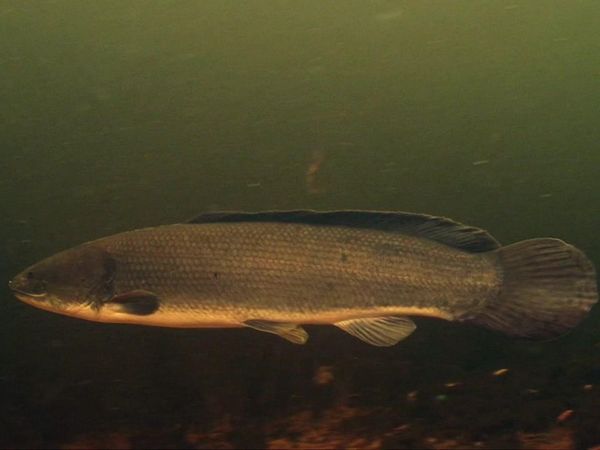 Das Boat - Bow Hunting